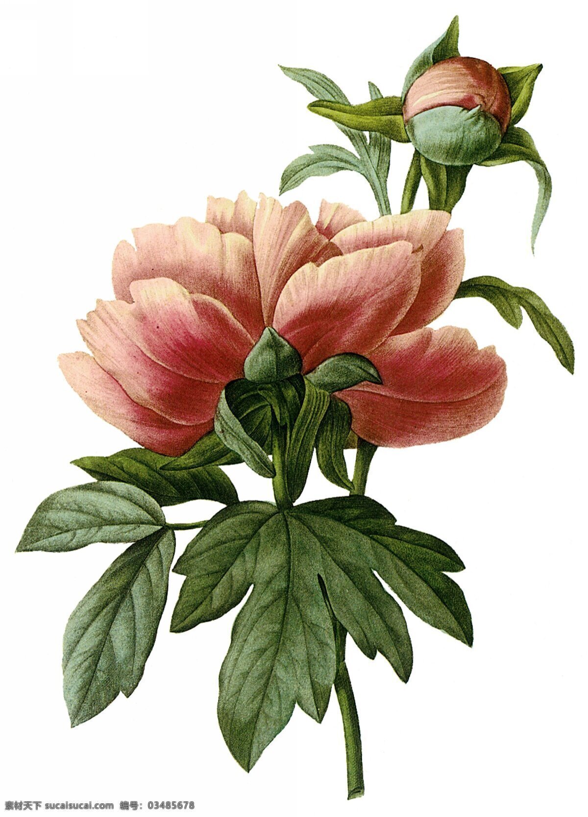 手绘牡丹 手绘 牡丹花 牡丹 植物 复古 画风 水彩 写实 手绘花卉 花朵 绘画 文化艺术 绘画书法