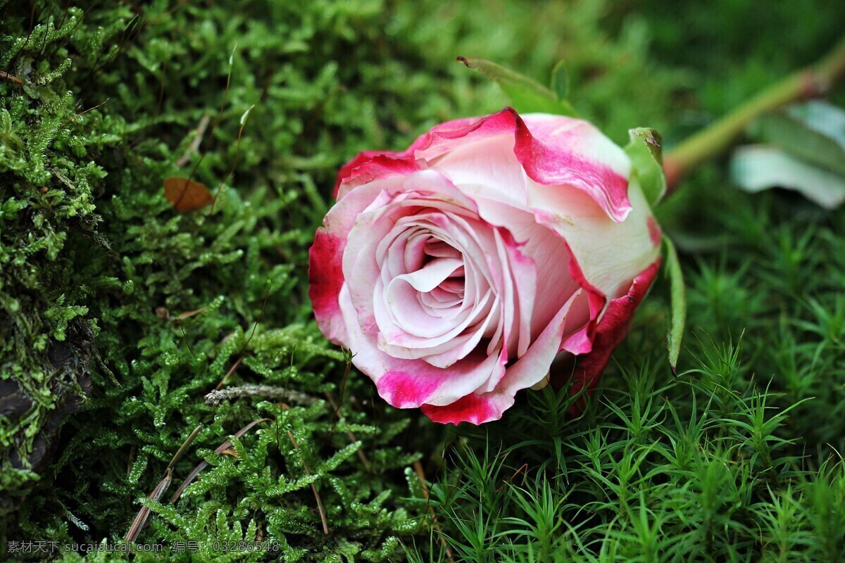 花朵 红色 绿色 玫红 漂亮 装饰画 生物世界 花草 花卉 植物 系列