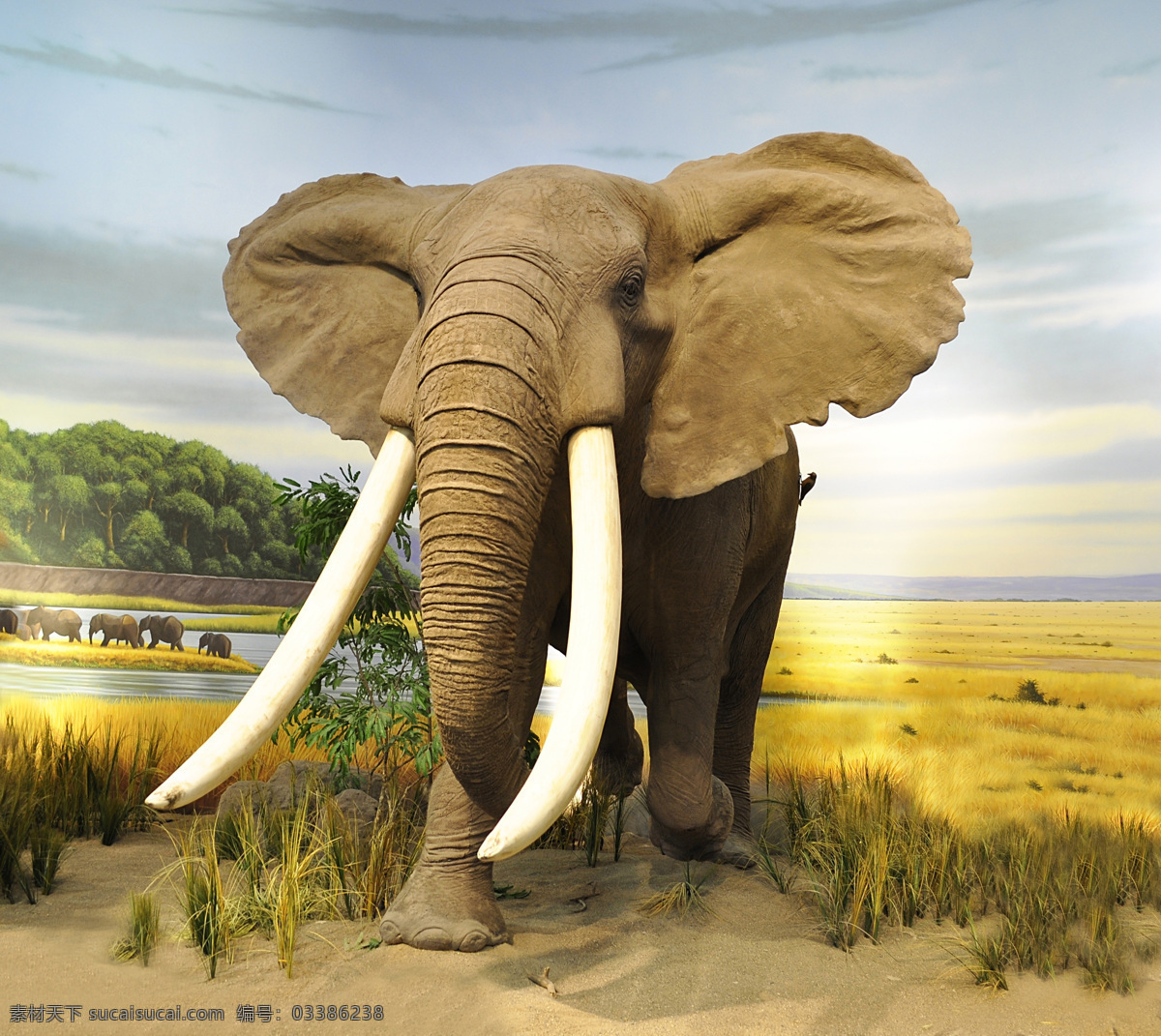 非洲象 亚州象 野生大象 象群 象 小象 动物 生物世界 野生动物