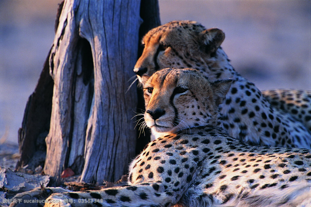 两 只 趴 豹子 动物 野生动物 休息 趴着 遥望 陆地动物 生物世界