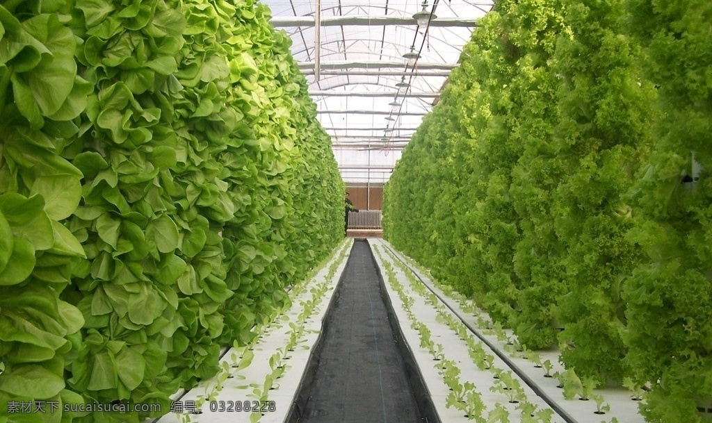 大棚蔬菜 青菜 生菜 绿色 大棚菜 温室 蔬菜 生物世界