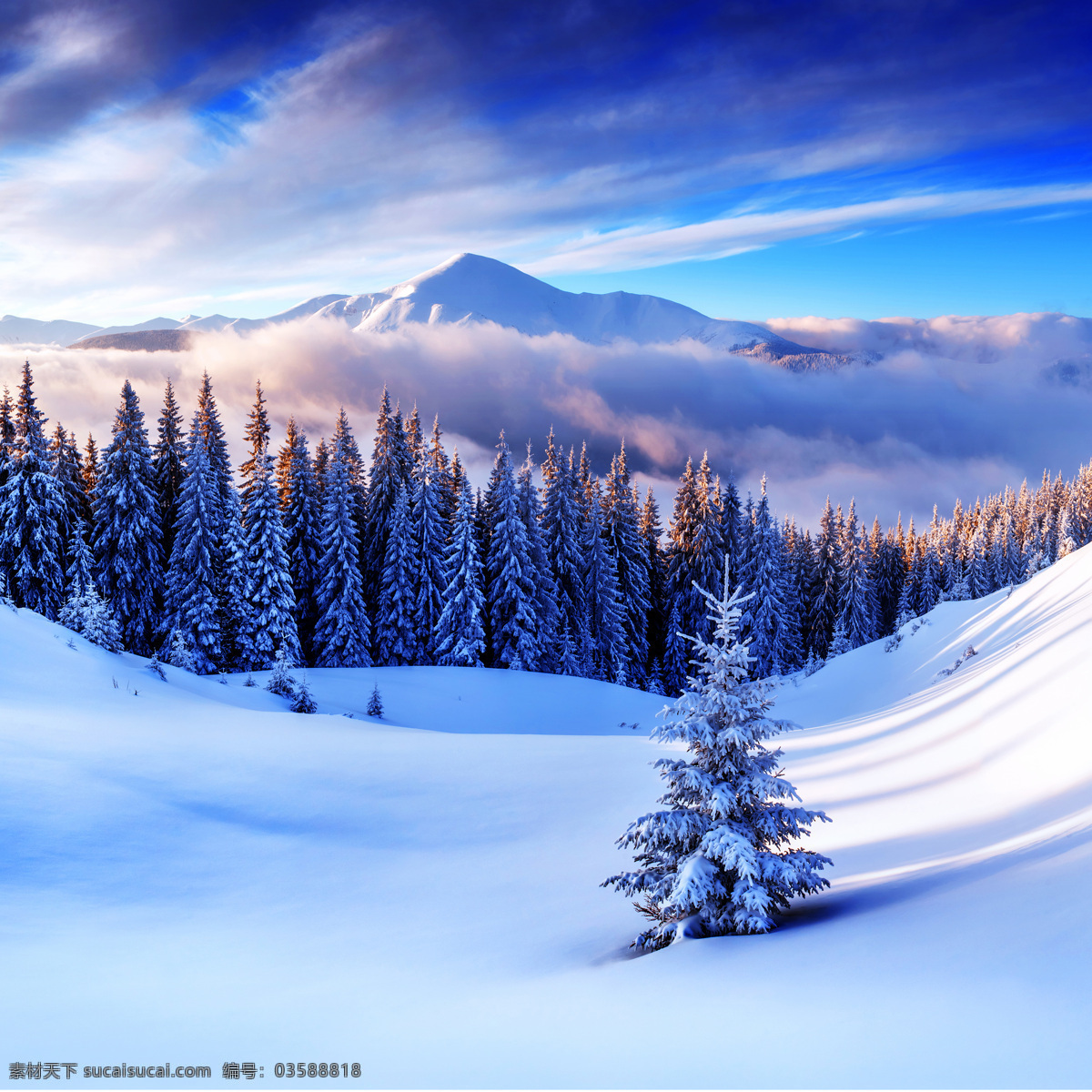 美丽 雪地 树木 风景 冬季美景 美丽风景 漂亮景色 风景摄影 雪地风景 自然风景 山水风景 风景图片