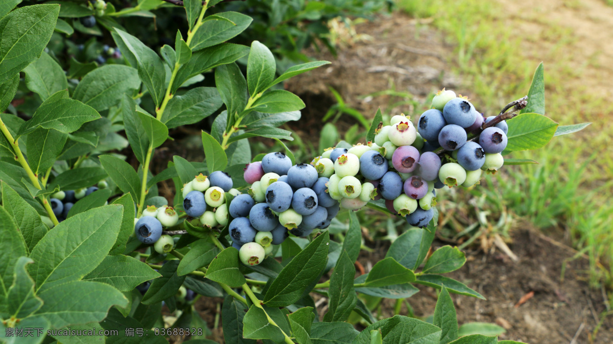 蓝莓 新鲜蓝莓 蓝莓果 水果皇后 蓝莓园 带叶子蓝莓 蓝莓近景 蓝莓摄影 水果摄影 水果类 一束蓝莓 蓝莓树 by myself 生物世界 水果