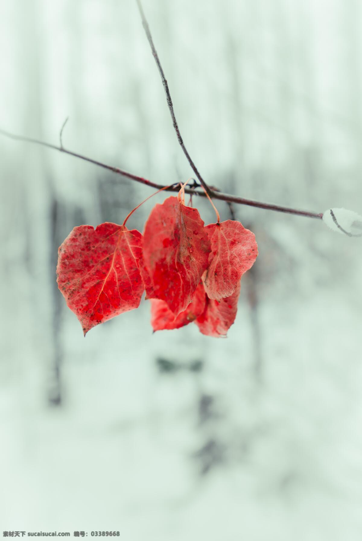 几朵红叶 红叶 霜叶 霜叶红于 二月花 叶子 叶片 秋天 凋零 唯美 文艺 清新 浪漫 特写 精致 精美 冬天 冬日 生物世界 树木树叶