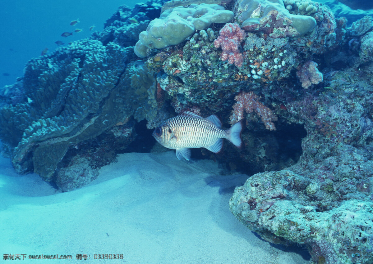海底的鱼 海鱼 海底世界 鱼群 渔获 热带鱼 生物世界 鱼类