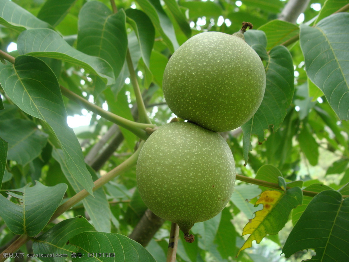 带皮青核桃 带皮 青核桃 核桃树 未成熟 生长期核桃 生物世界 水果
