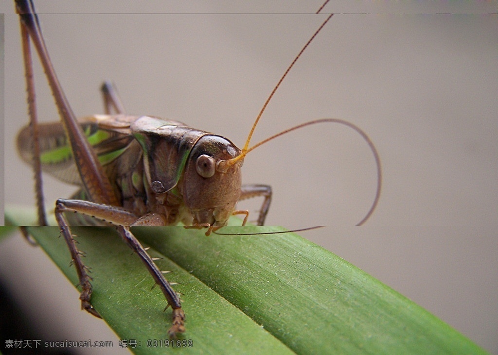 绿叶蝈蝈 原创图片 生物 动物 昆虫 蝈蝈 节肢动物 昆虫蝈蝈 生物世界