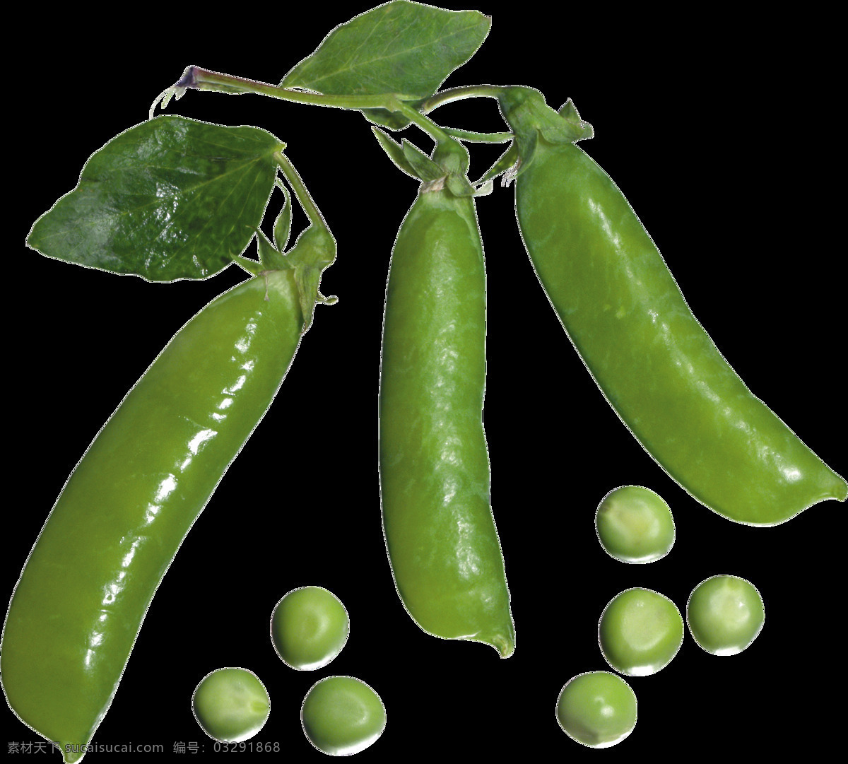 豌豆 豆 青豆 绿色 蔬菜 食物 食材 生物世界 绿色食品 农产品 美食 生活用品 生活百科
