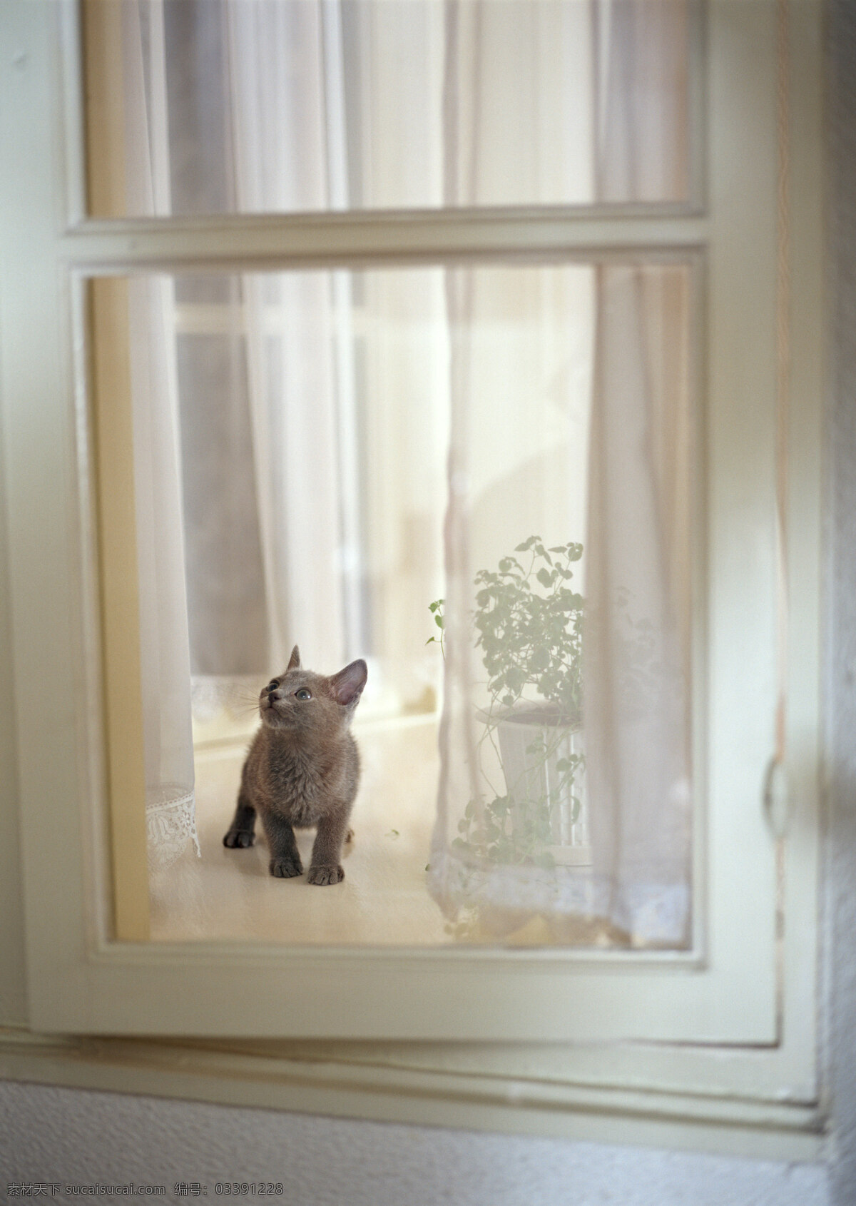 窗户上的小猫 小猫 动物摄影 宠物 猫 可爱的猫 家猫 猫咪 小猫图片 家禽家畜 生物世界 陆地动物 灰色