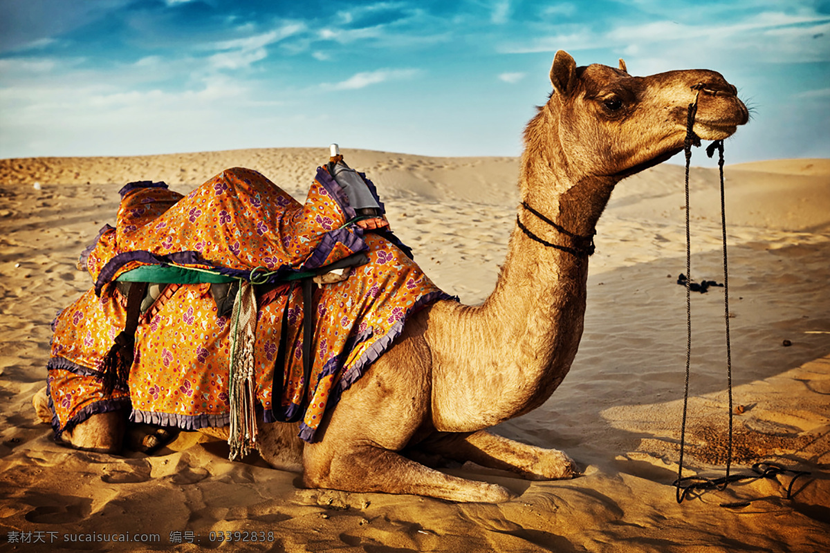 高清骆驼图 丝绸之路 骆驼 双峰驼 单峰驼 西部 自然风景 沙漠 隔壁 荒漠 沙丘 休息 卧 自然景观