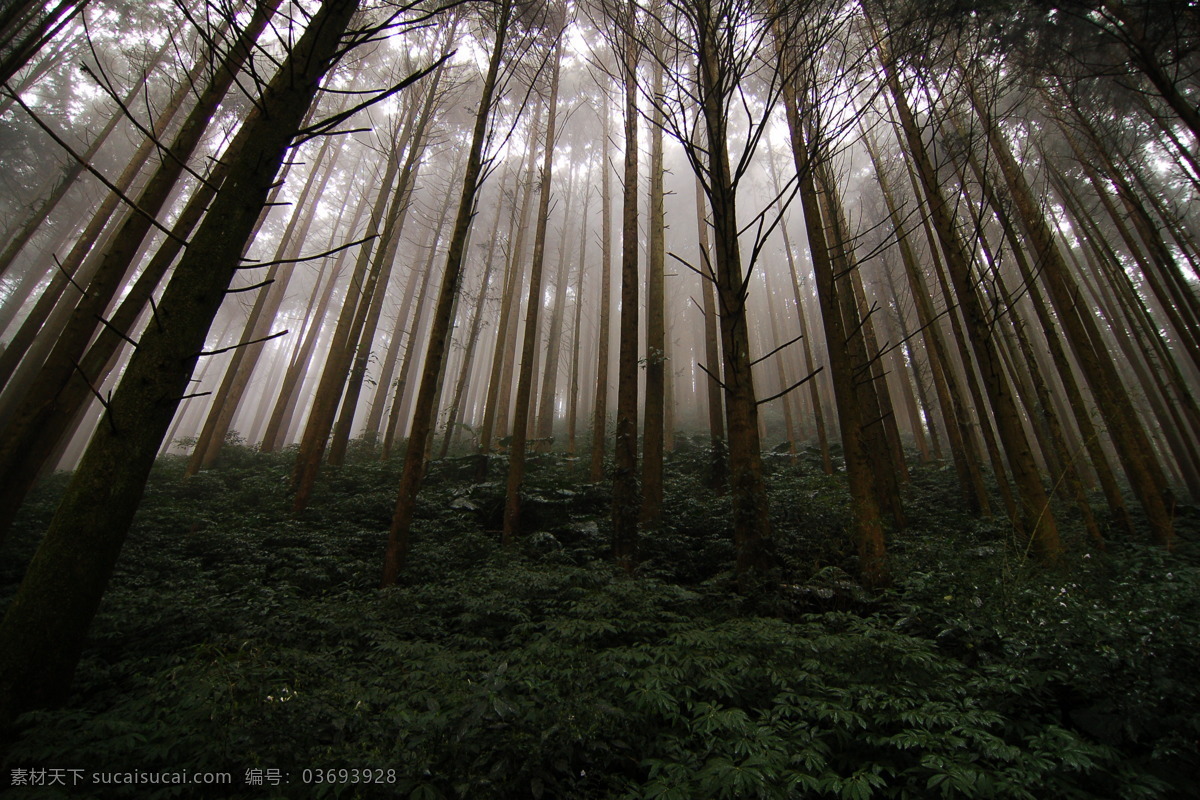 唯美 傍晚 树林 风景 黄昏 森林 树木 树 林子