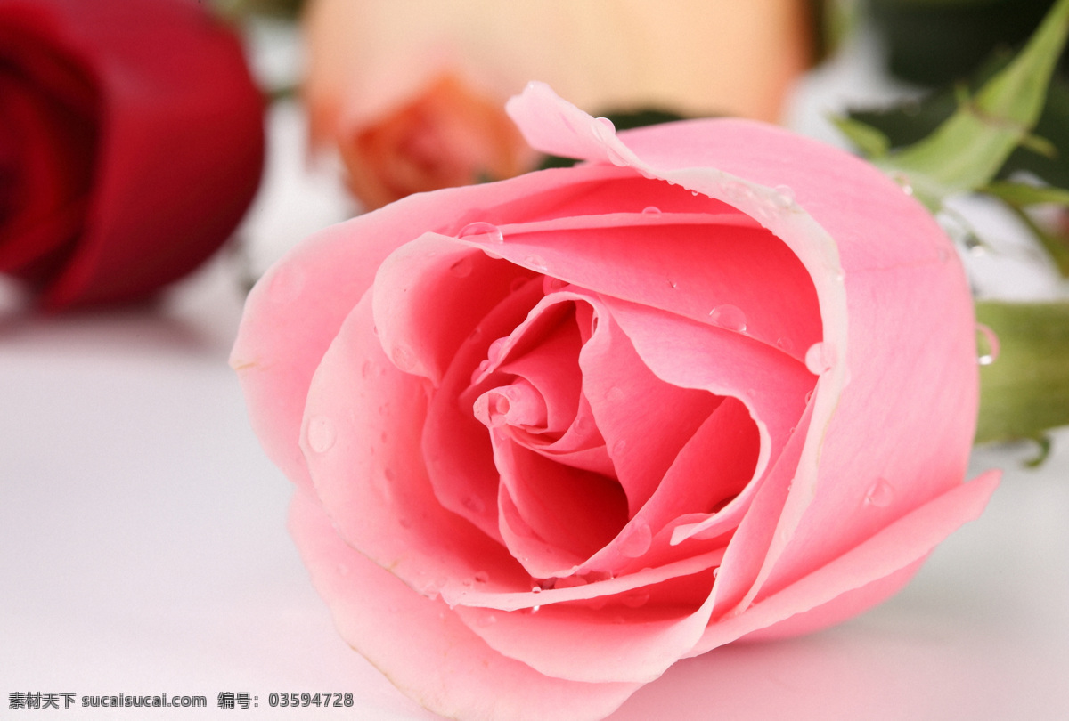 粉红色玫瑰花 粉玫瑰 玫瑰花 美丽鲜花 漂亮花朵 花卉 鲜花摄影 花草树木 生物世界 粉色