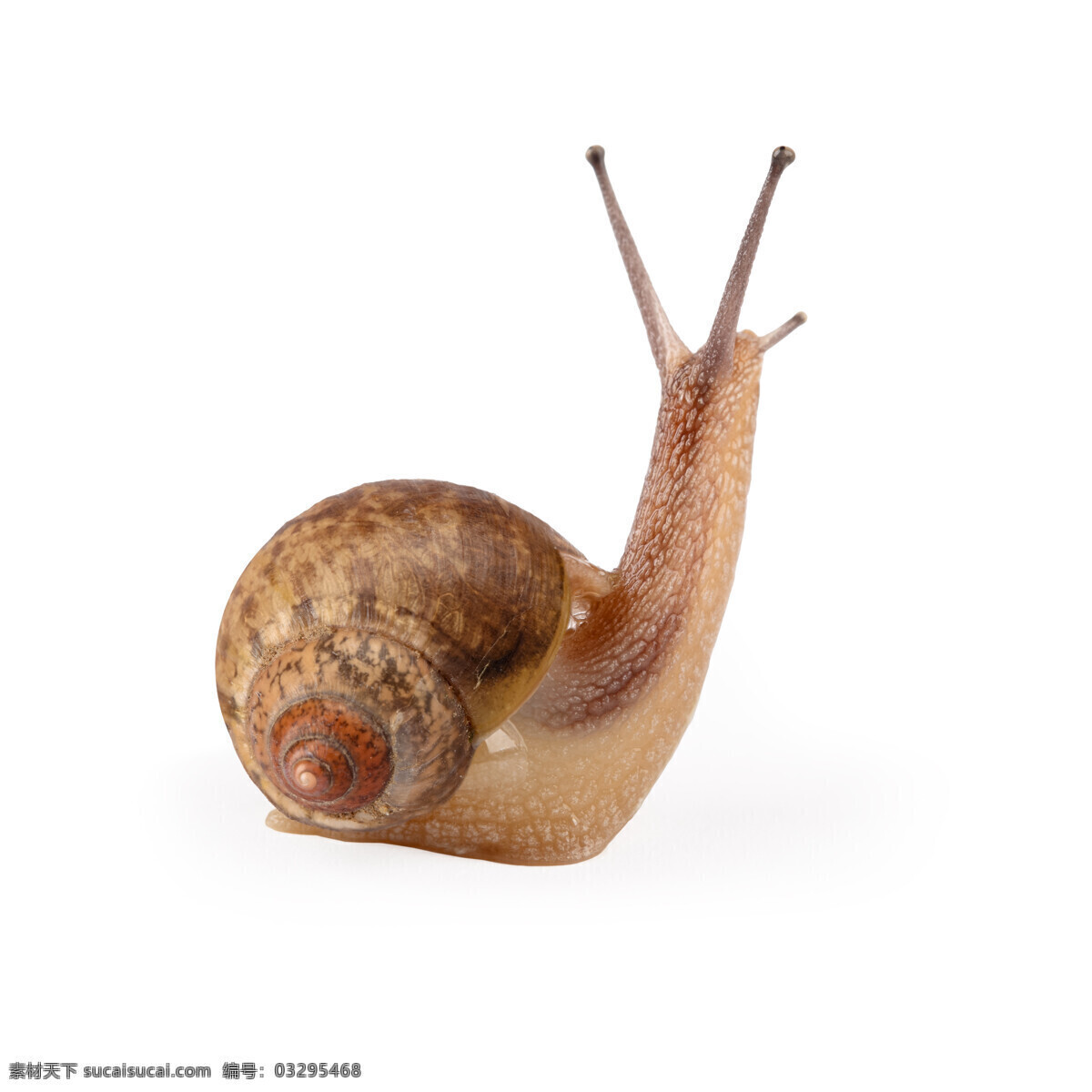 一只蜗牛 蜗牛 动物 爬行 无脊椎动物 花纹 触角 贝壳 昆虫世界 生物世界 白色