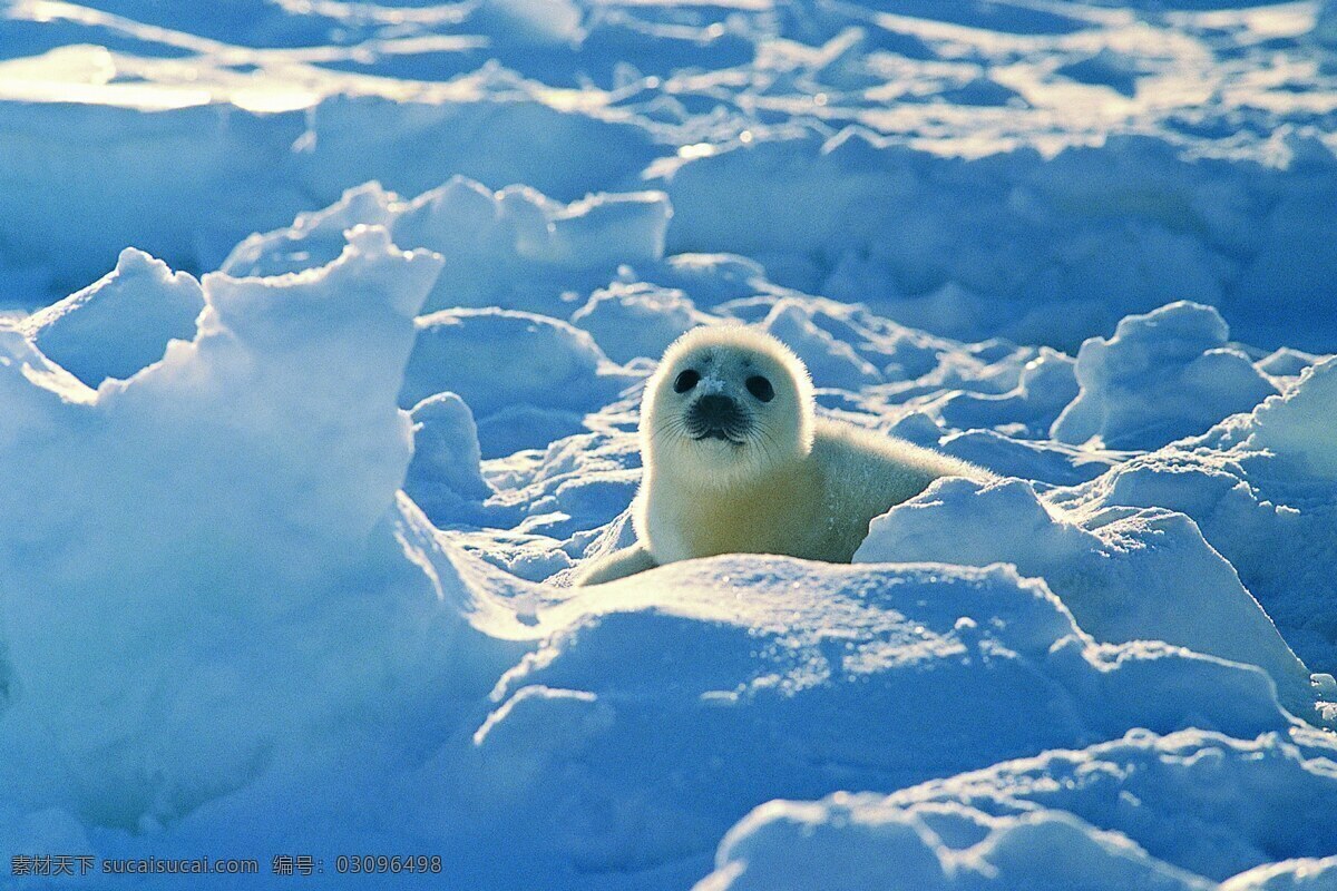 极地免费下载 保护 北极熊 冰雪 动物 广告 大 辞典 可爱 极地 海狮 狗熊 生物世界
