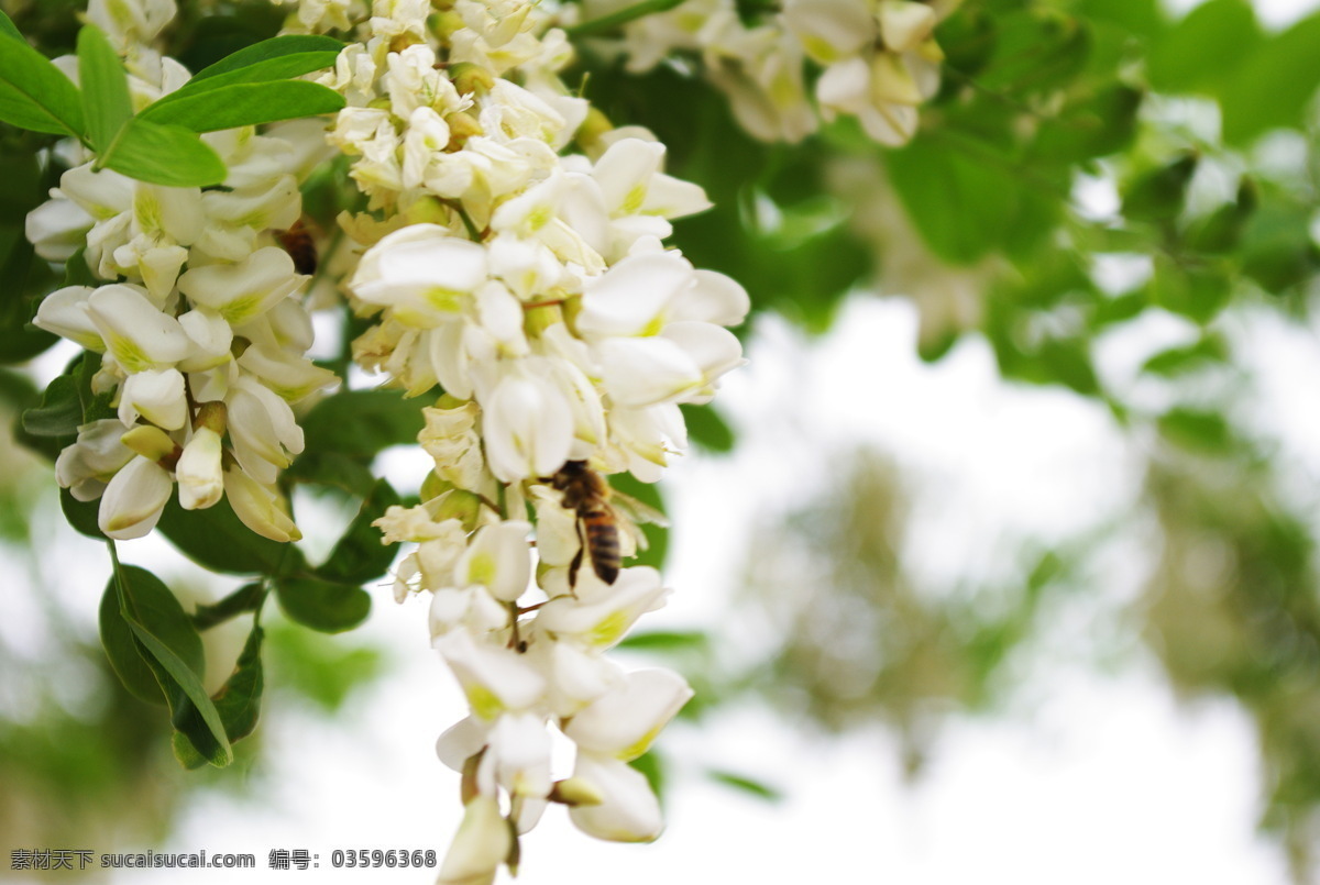 槐花 洋槐花 白花 蜜蜂 花草 生物世界