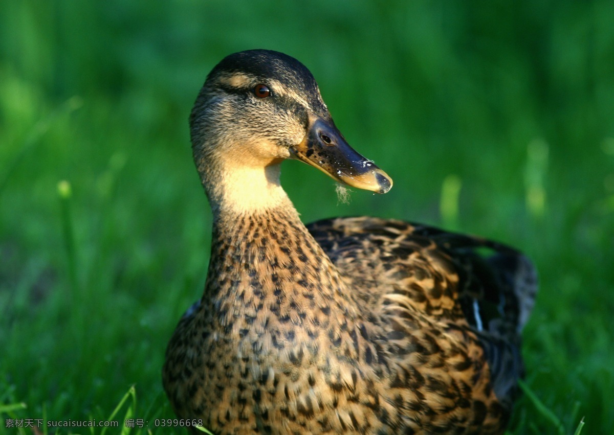 可爱 鸭子 动物写真 可爱鸭子 绿色草地 鸭子素材 家禽图片 风景 生活 旅游餐饮