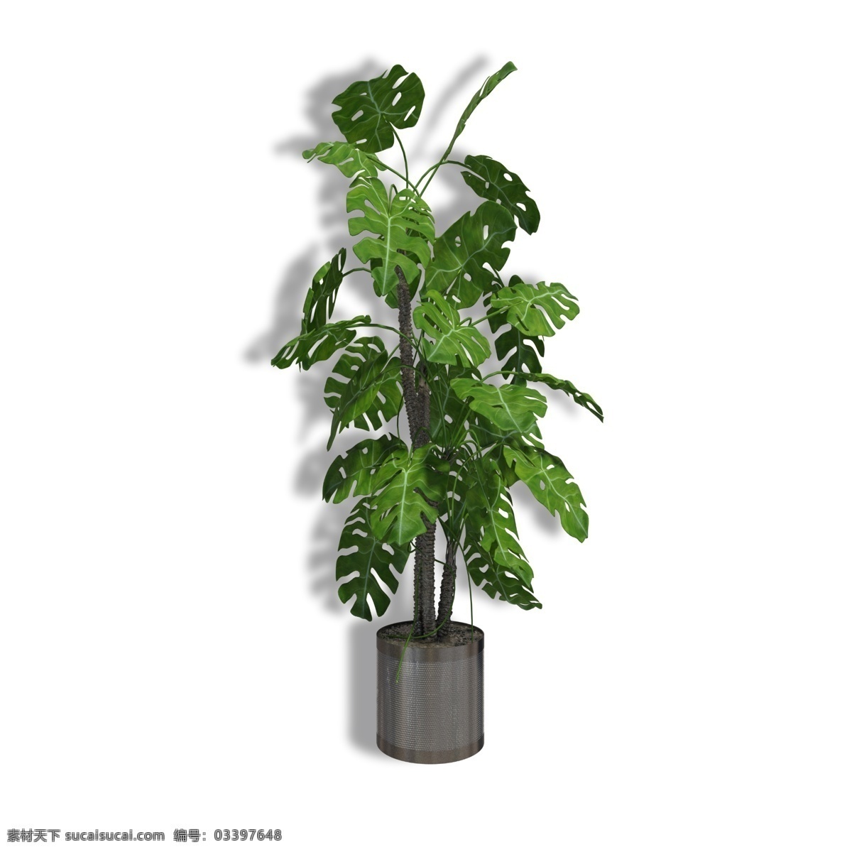 绿色植物 家居 盆栽 绿色 植物 家居盆栽 盆景 小树 树叶 家居摆设 家居装饰 净化空气 家居装饰植物