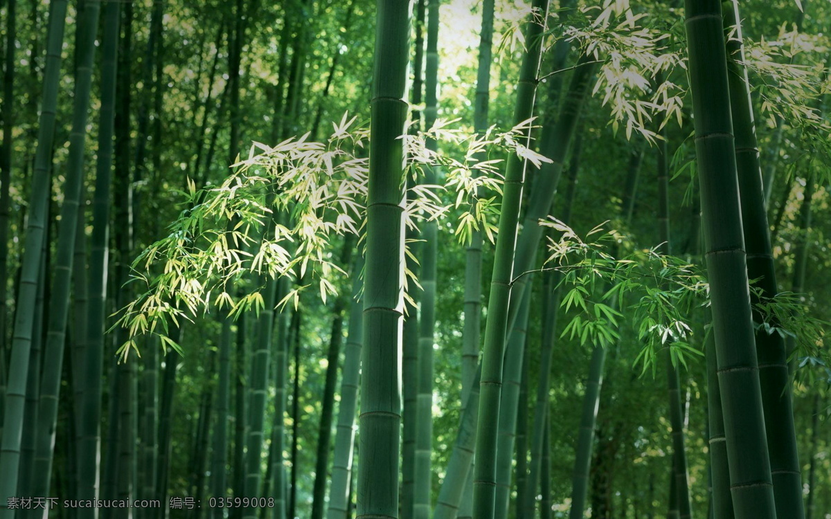 竹林 林木 树木 红枫 满山红叶 秋景 秋天 森林 落叶 自然保护区 文化自然 风光秀丽 蓝天白云 摄影风光 森林晚霞 旅游摄影 国内旅游 沙滩 风景名胜区 5a级景区 高山 白云 远山 绿树 江河湖海 乡村旅游 仿古建筑 古老山庄 壮丽山川 弥漫晨雾 静谧森林 湖光山色 秀美山乡 林荫公路 自然景色 自然景观 自然风景