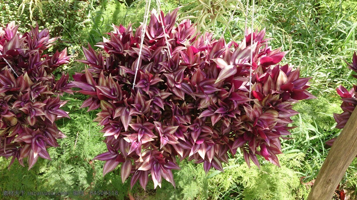 吊竹梅 自然 花卉 植物 草本 园艺 花草 生物世界