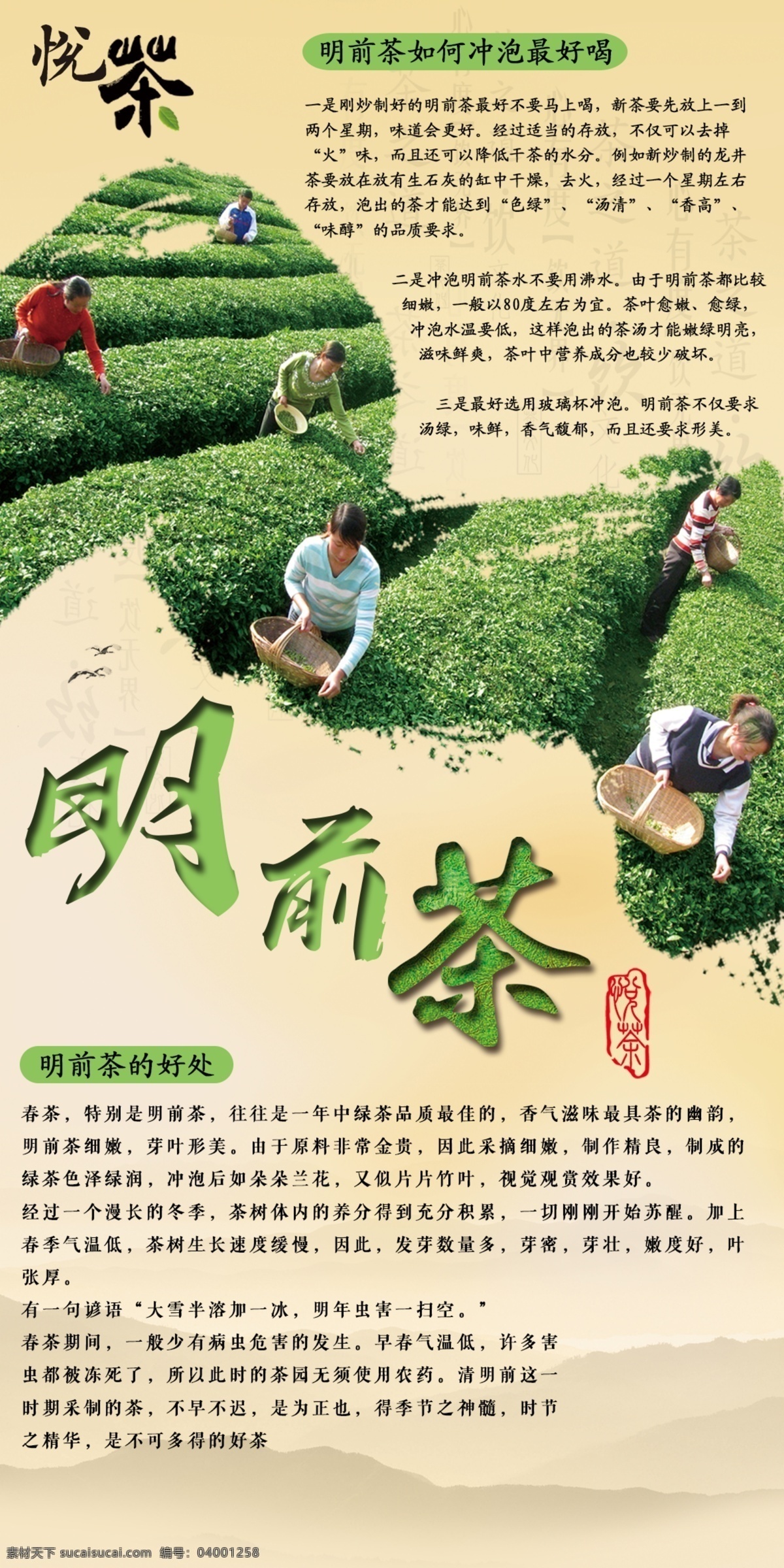 新茶上市 悦茶 喝茶的好处 什么是明前茶 明前茶介绍 茶图 采茶图