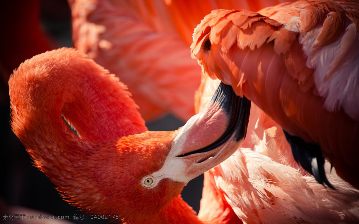 红鹳 鸟 喙 鸟喙 火烈鸟 鸟类摄影 鸟类动物 动物世界 动物摄影 空中飞鸟 生物世界