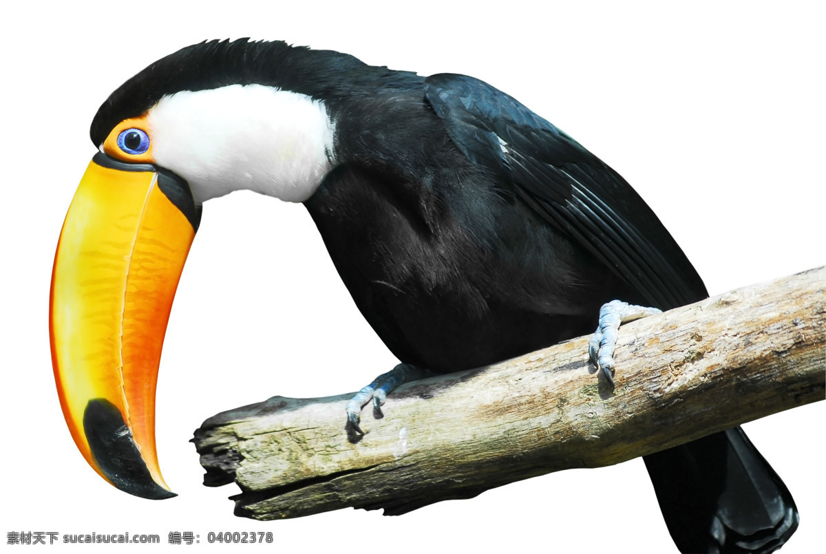 巨 嘴 鸟 动物世界 野生动物 鸟类 巨嘴鸟 动物摄影 空中飞鸟 生物世界