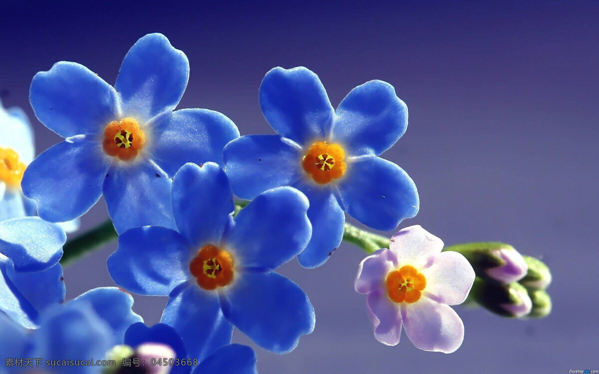 唯美 高清 蓝色 花朵 唯美背景 自然 背景图片