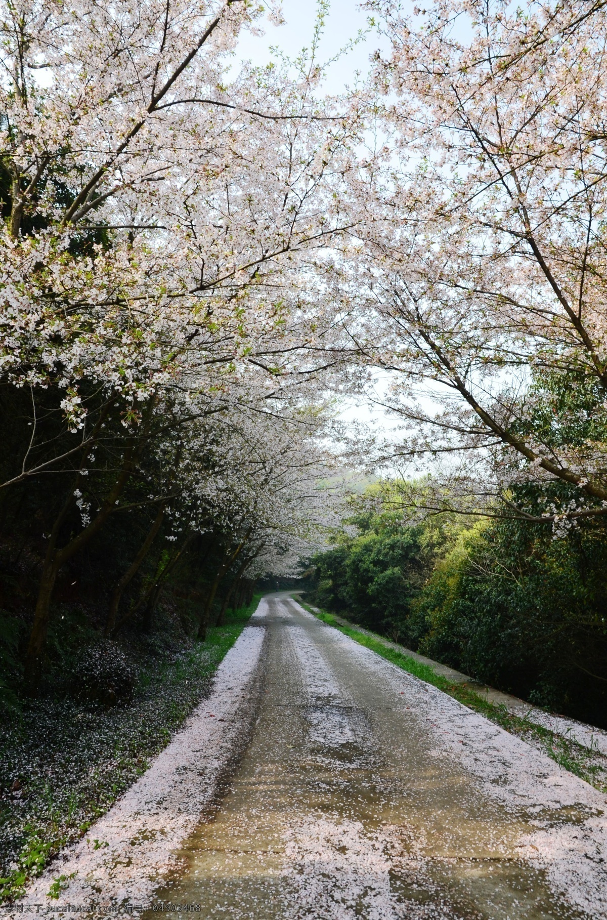 樱花路 樱花 落樱 路 围绕 春天 四月 无锡鼋头渚 自然 花 粉色 自然风景 旅游摄影