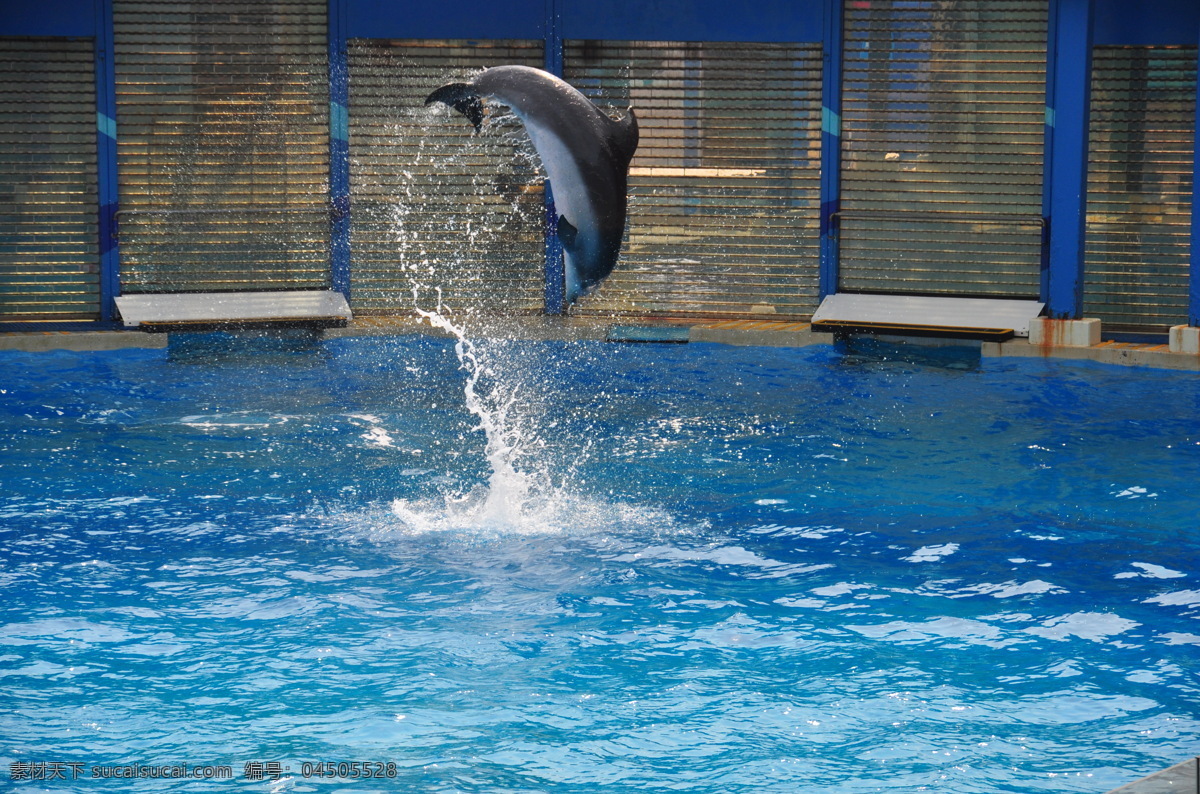 海洋 动物图片 动物摄影 海水 海豚 海洋生物 灰色 生物世界 天蓝色 洋动物 鱼类