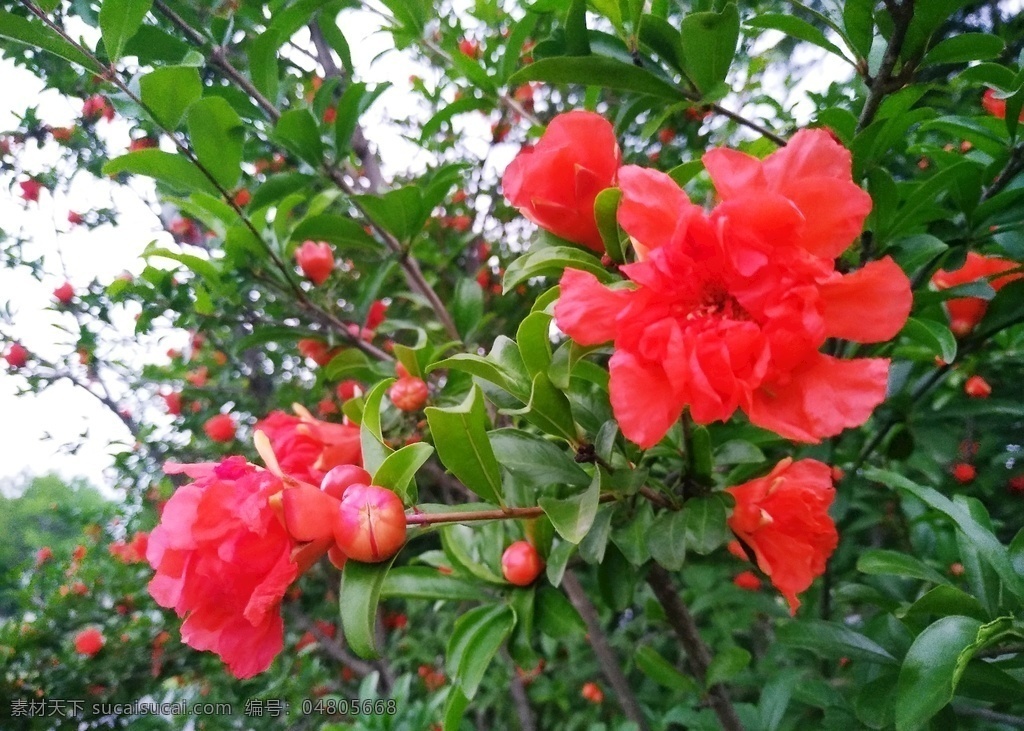 石榴花 花 花朵 花卉 植物 花草树 生物世界 花草