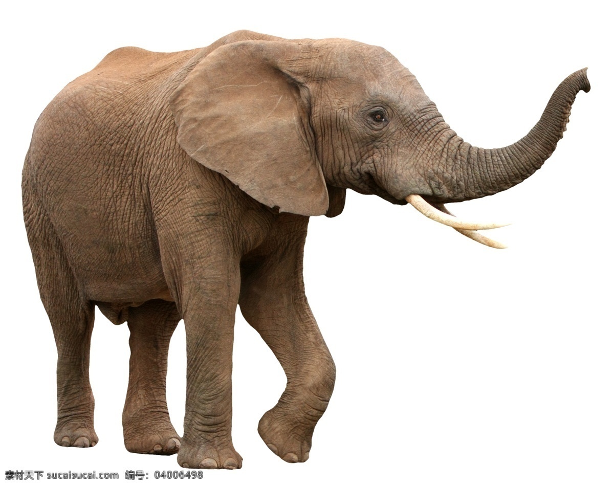 野生 大象 大象素材 野生大象 动物素材 摄影素材 动物图片 野生动物 陆地动物 生物世界