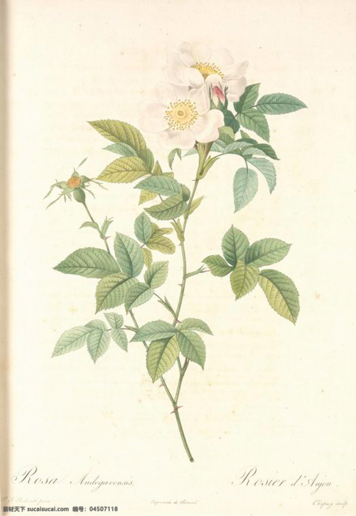 复古 油画艺术 名画 花卉 花 玫瑰 手绘 油画 植物图 文化艺术