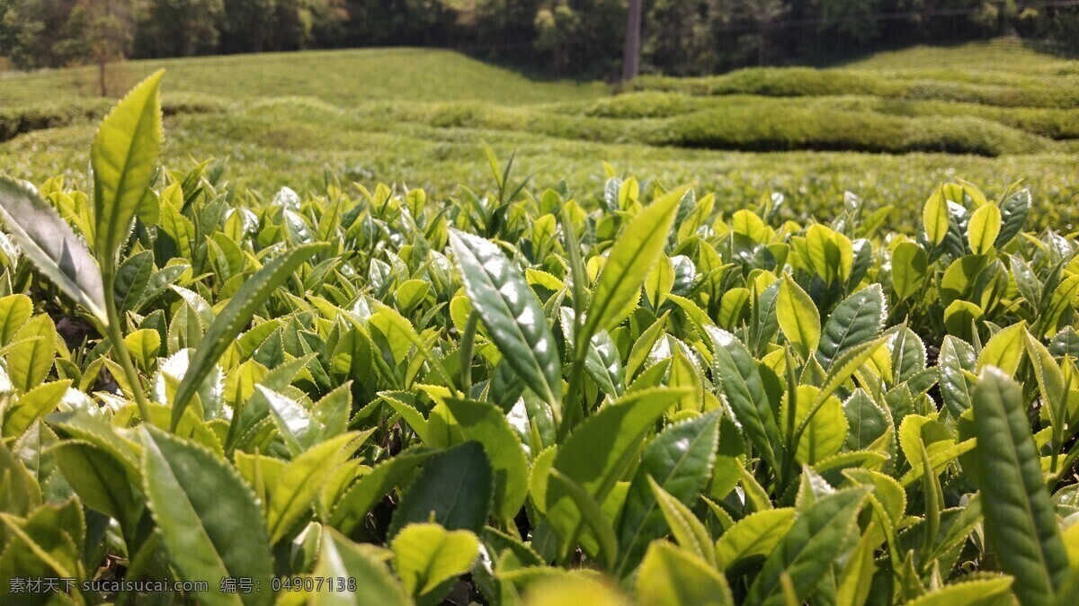 茶叶 茶园 茶山 茶树 婺源绿茶 高山茶 自然景观 田园风光