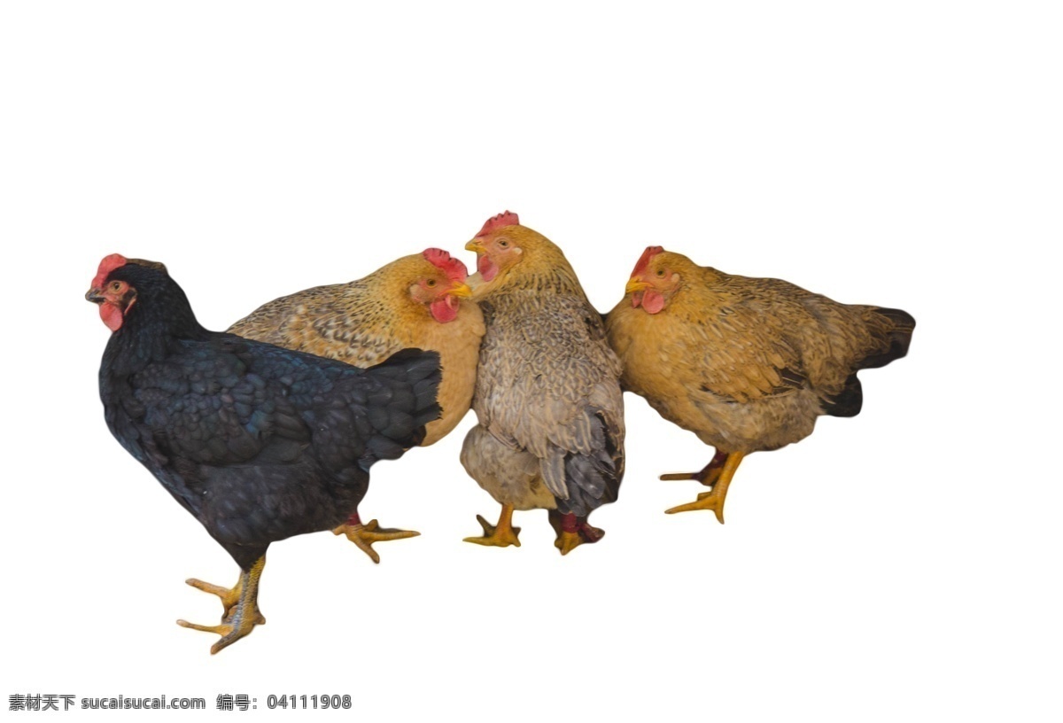 踱来踱去 四 只 下蛋 母鸡 动物 家禽 自由自在 溜溜 达达 敏捷 速度 吃虫子和粮食 美食
