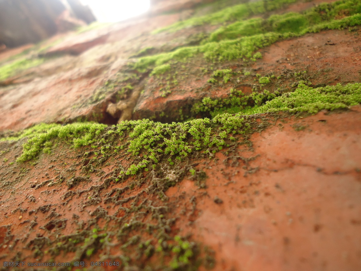 红砖青苔 红砖 青苔 苔藓 绿苔 墙壁 花草 生物世界 棕色