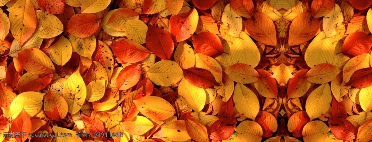 秋天 秋季 落叶 背景 树叶落叶背景 淘宝天猫 海报背景 素材免费下载