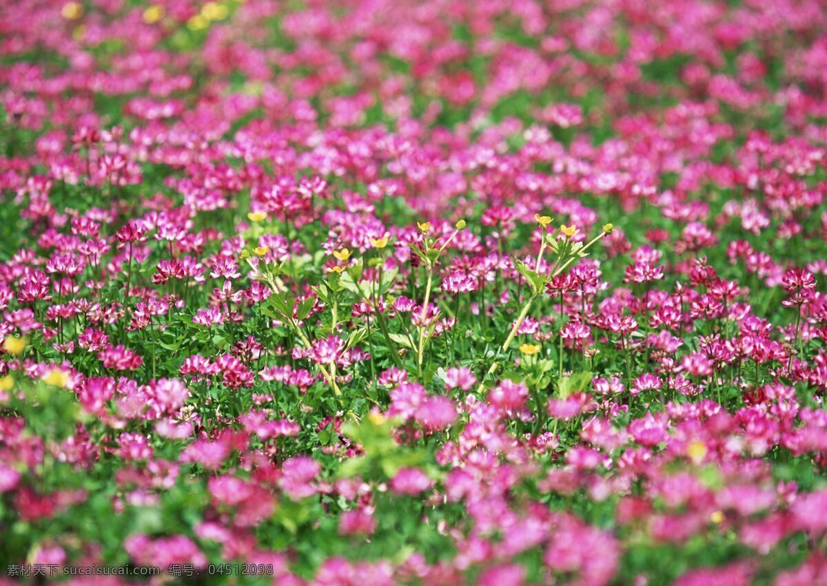 春天 红色 野花 花卉 自然风景 花草 生物世界 鲜花 花海 花卉风景 红色花海 春天景象 花草树木