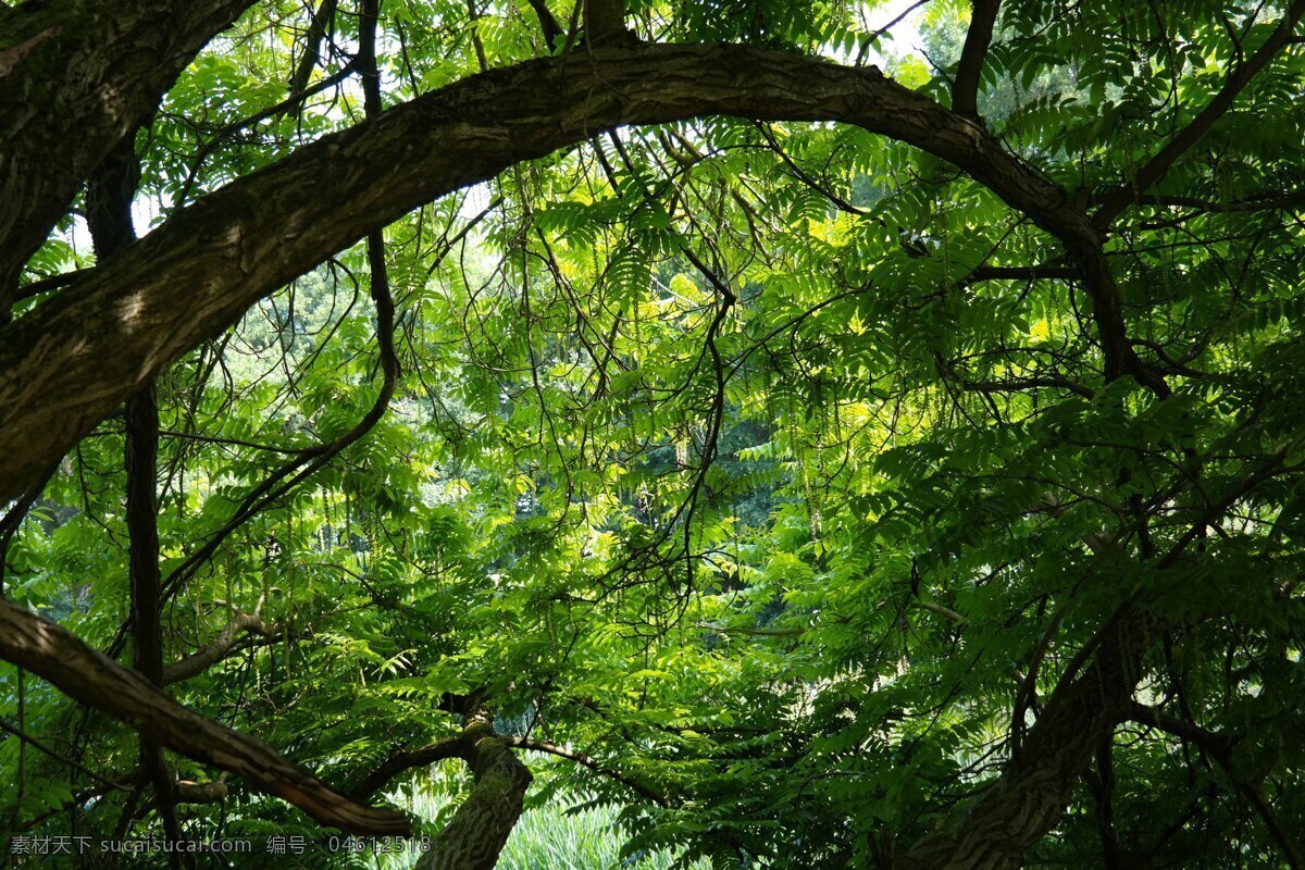 绿色丛林 树 丛林 绿色 枫杨 落叶 树胡桃科 枫 杨叶子小树林 森林 风景图片 自然景观 自然风景