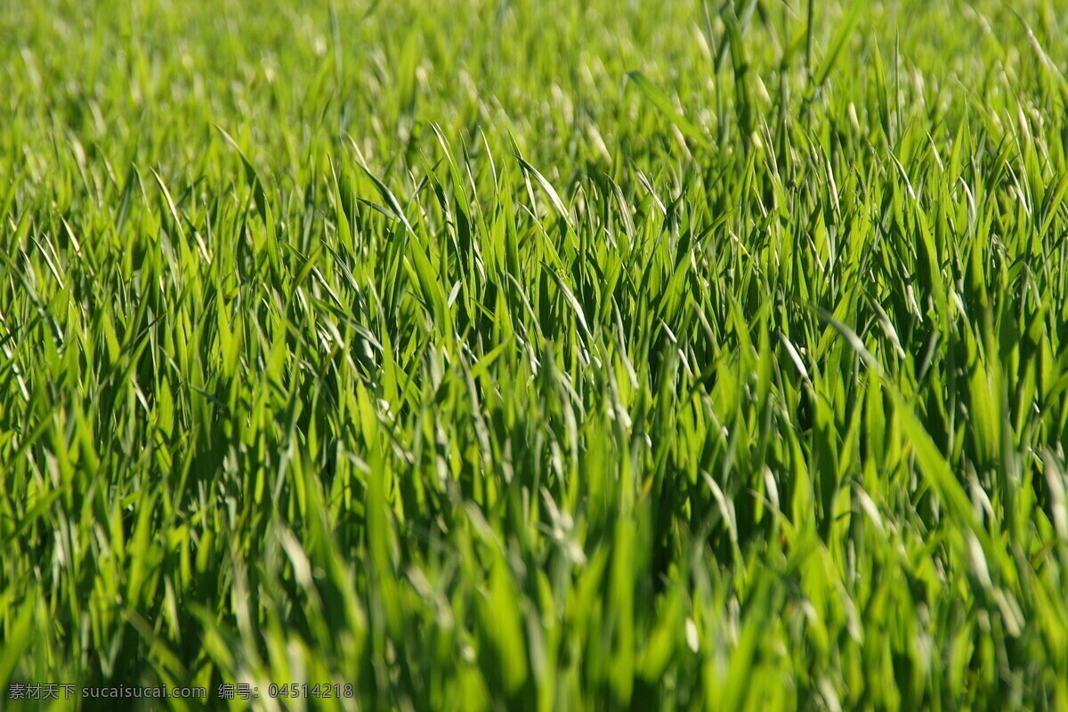 绿色 禾苗 背景 草地 草坪 创意设计 底图 高清大图