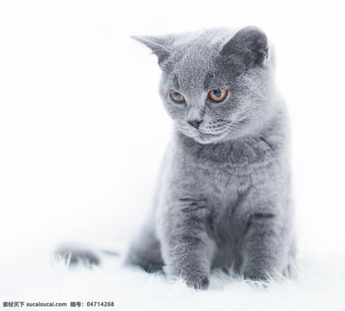 白色 地毯 上 灰色 猫咪 白色背景 小猫 灰色猫咪 白色地毯 动物宠物 可爱 猫科动物 小猫摄影 高清图片 生物世界 家禽家畜