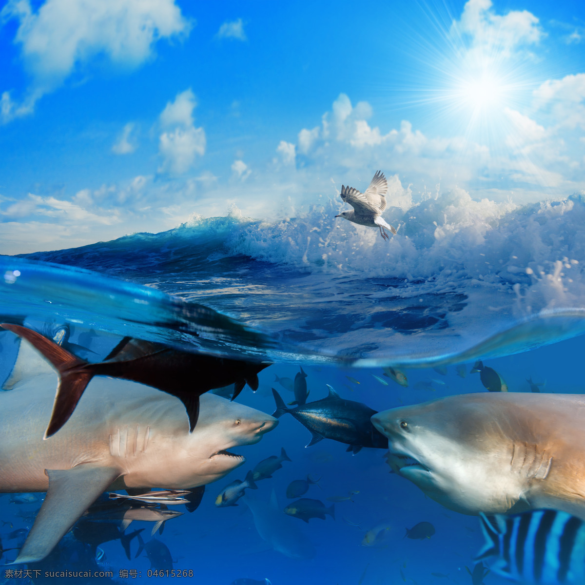 海水 中 鱼类 鱼 鱼类动物 海底生物 水中生物 海洋生物 海洋动物 动物世界 生物世界 大海图片 风景图片