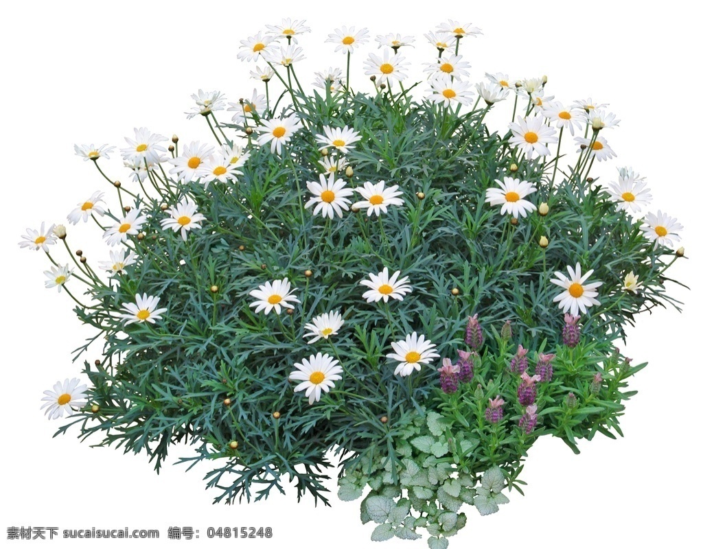 园林植物 木春菊 景观绿化 植物 花卉 绿化树种 园林景观 环境设计 园林设计