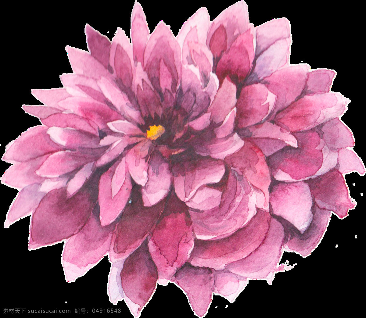 手绘 紫红色 水彩 花 透明 赏心悦目 美丽 复古 透明素材 免扣素材 装饰图片