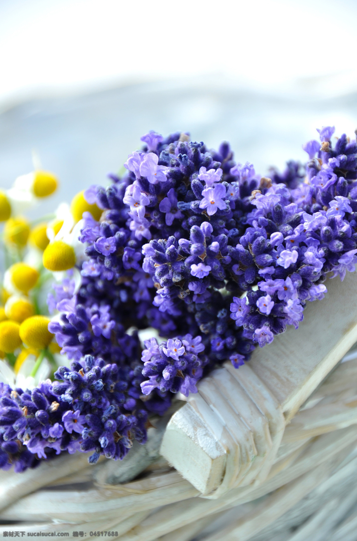 薰衣草 美丽鲜花 花朵 花卉 鲜花背景 梦幻背景 温馨 浪漫 花草树木 生物世界 白色