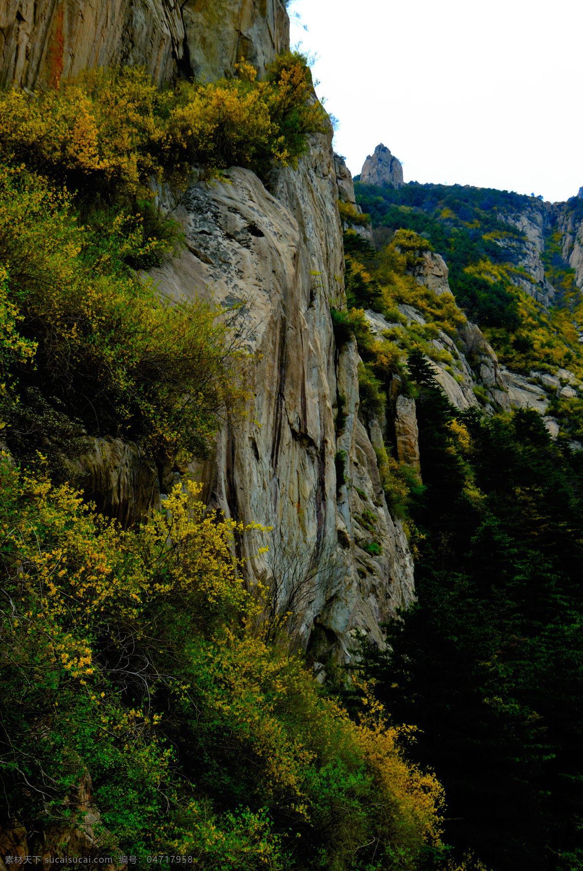 绝壁上的花 春天 大山 山峰 山崖 绝壁 植物 黄花 森林 绿树 泰山上的风景 山水风景 自然景观