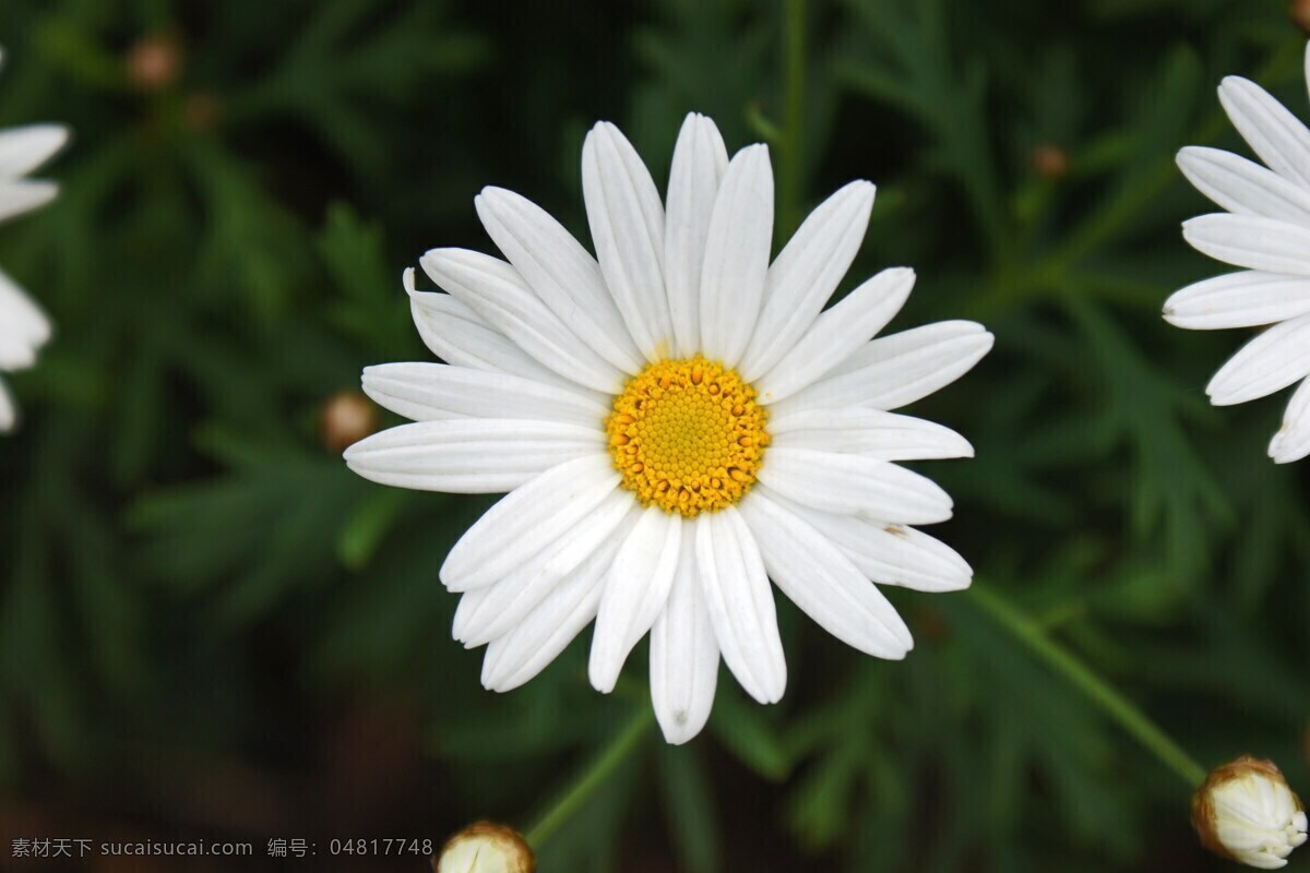 白色雏菊 菊花 小菊花 野菊花 花朵 花卉 花语 花艺 园林 园艺 生物世界 花草