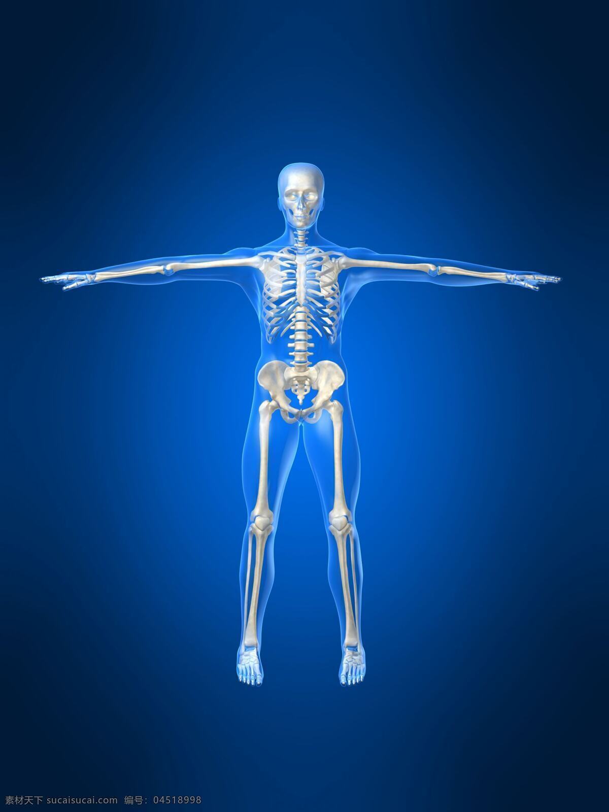 人体 骨骼 透视图 医疗 医疗护理 现代科技