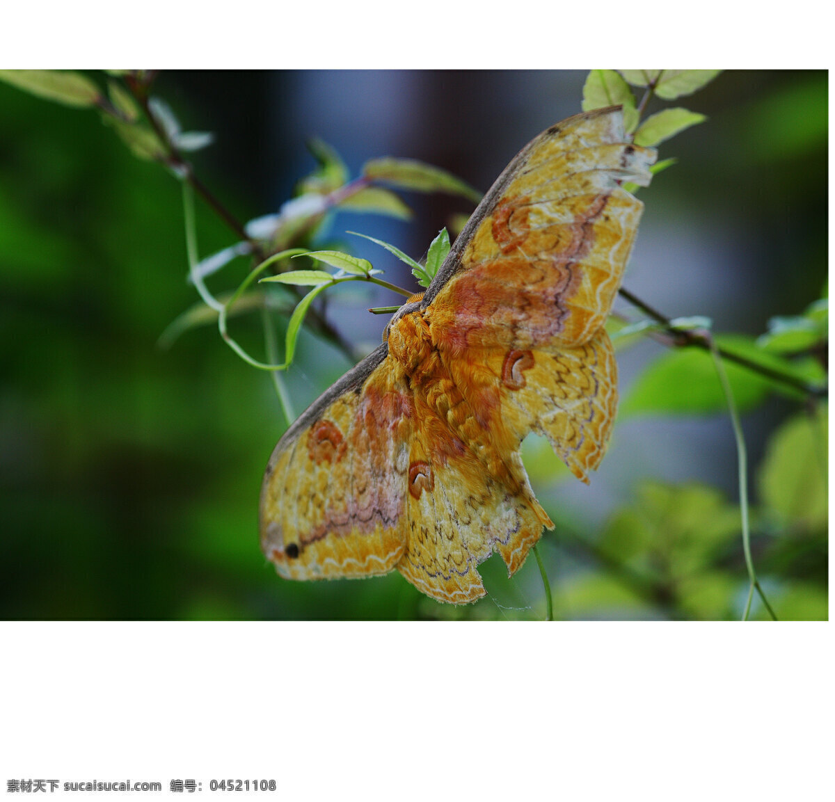 虫子 昆虫 生态 生物世界 野生动物 野外 展翅 大个子的蛾 鳞翅目 蛾 体大 昆虫摄影 自然 生态摄影 观察 蛾类