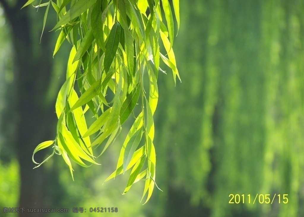 垂柳 柳条 绿树 绿叶 柳枝 树木树叶 生物世界