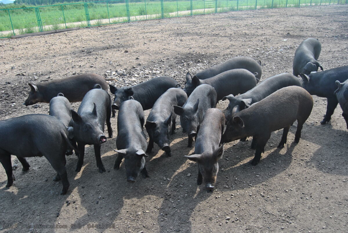 活猪 有机猪肉 大兴安岭 东北 黑龙江 有机 绿色 无公害 森林猪 森林黑猪 动物 生物世界 家禽家畜